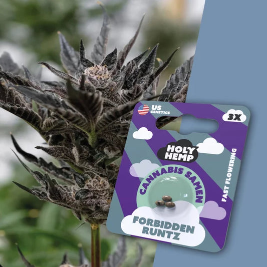 Holy Hemp - Forbidden Runtz (Fast Flowering)