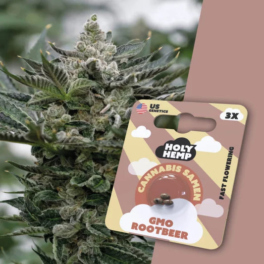 Holy Hemp - GMO Rootbeer (Fast Flowering)