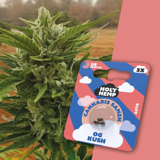 Holy Hemp - OG Kush (Autoflower)