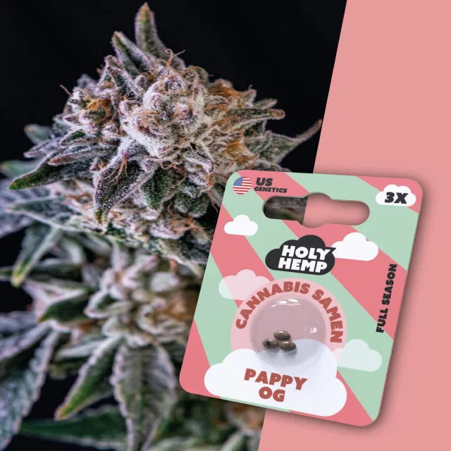 Holy Hemp Cannabissamen - Pappy OG (Full Season)