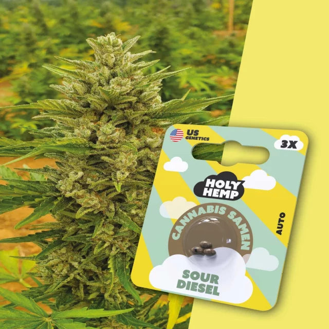 Holy Hemp - Sour Diesel (Autoflower)