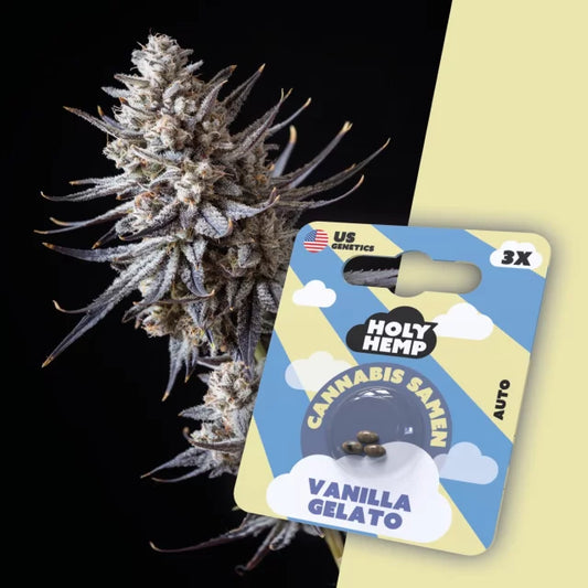 Holy Hemp - Vanilla Gelato (Autoflower)