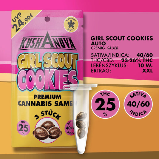 Autoflower Cannabis Samen von Kushanova Bei Grow Elemenz