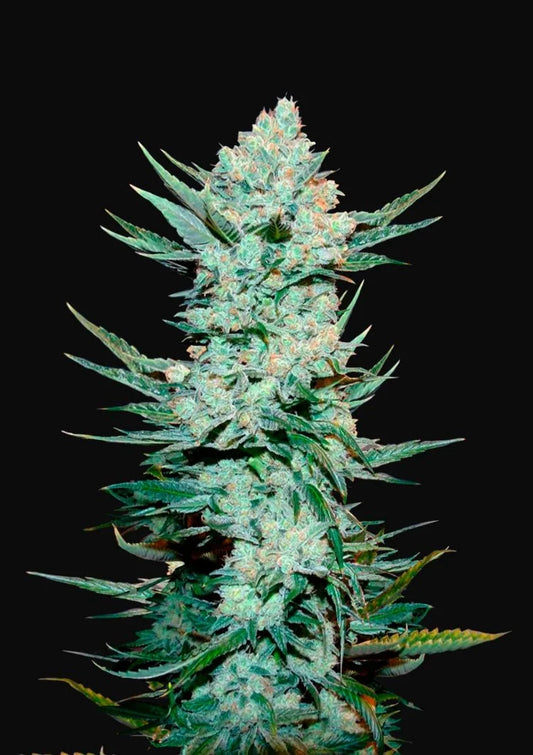 Fastbuds - Tangie Auto