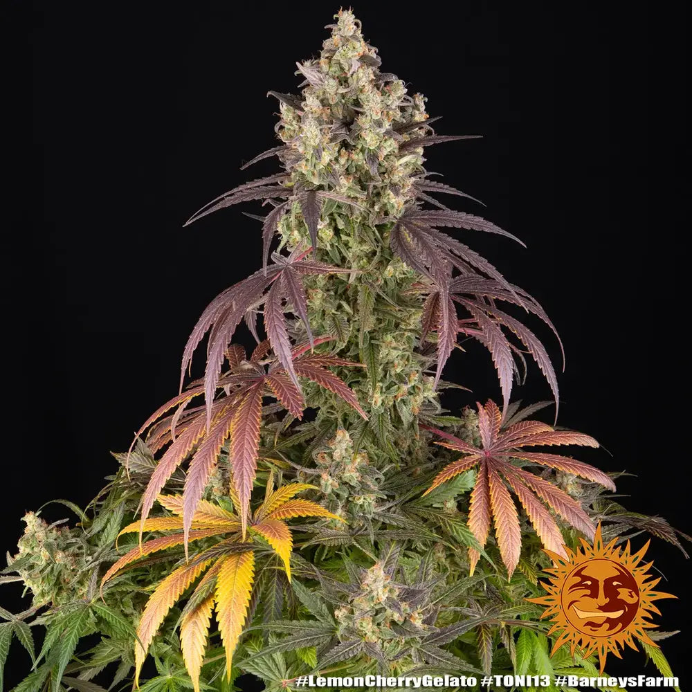 lemon-cherry-gelato Bei Grow-Elemenz